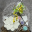 Flower Life Paint Kit
