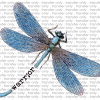 AWR 10 Warrior Dragonfly