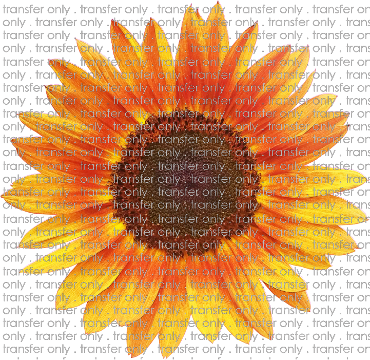 FLW 4 Sunflower 3