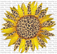 FLW 7 Leopard Sunflower

