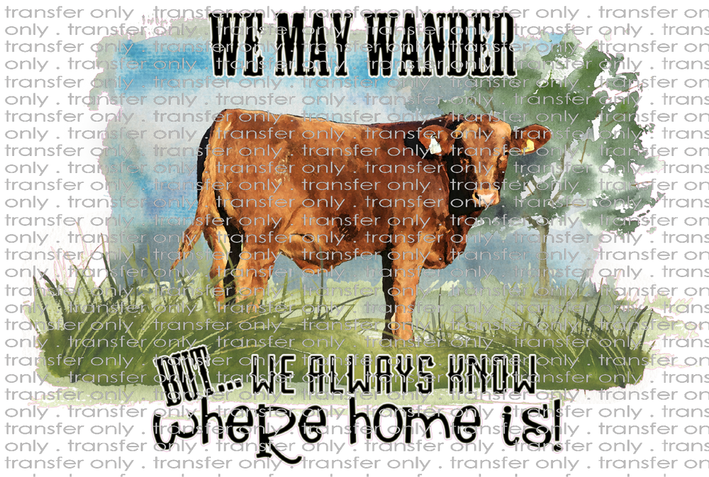 QUT 18 We May Wander Cow Pic